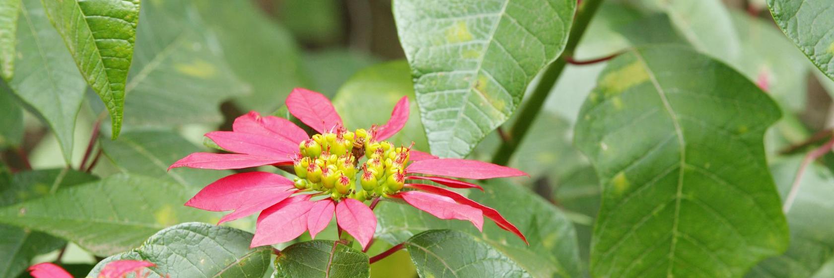 Nairobi Botanic Garden